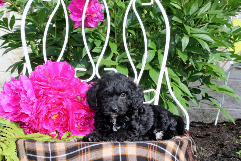 puppy, for, sale, Mini Bernedoodle, Matthew B. Stoltzfus, dog, breeder, Gap, PA, dog-breeder, puppy-for-sale, forsale, nearby, find, puppyfind, locator, puppylocator, aca